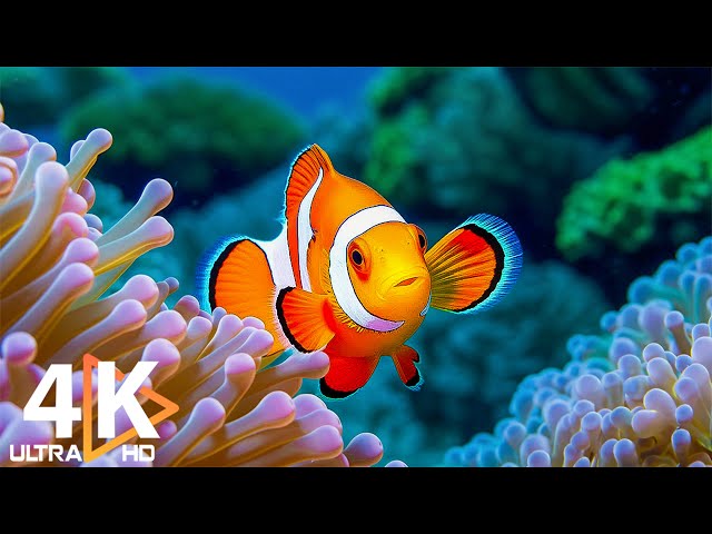 Aquarium 4K Delight 🐠 Vibrant Coral Reef Fish, Colorful Marine Life & Relaxing Music #2