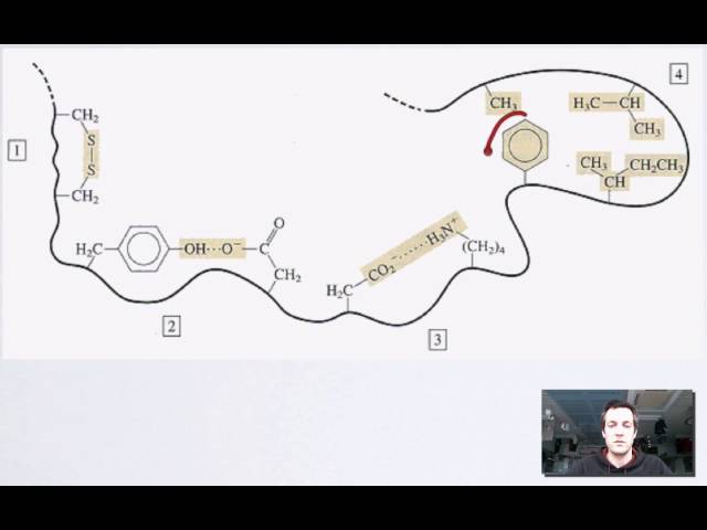 4 Tertiary Structure