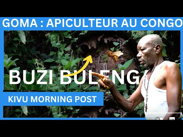 ÉLEVAGE D'ABEILLES APICULTURE AU CONGO -KIVU MORNING POST