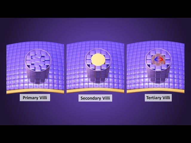 Chorionic villi development in Third Week - Primary, Secondary & Tertiary Villi