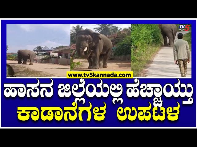 ಹಾಸನ ಜಿಲ್ಲೆಯಲ್ಲಿ ಹೆಚ್ಚಾಯ್ತು ಕಾಡಾನೆಗಳ ಉಪಟಳ..! | Hassan | Wild Elephants | TV5 Kannada