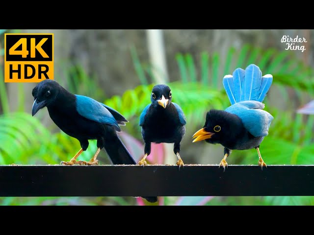 Cat TV for Cats to Watch 😺 Naughty Blue Birds and Clever Chipmunks 🐦 8 Hours(4K HDR)