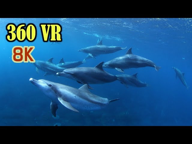 [ 8K 360 VR ] ヴァーチャルツアー:御蔵島ドルフィンスイミング Swimming with Wild Dolphins aroud Mikura-island in TOKYO