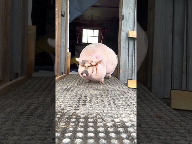 Rescue Pig Paulie says "Go out in the rain? No thanks!" #shorts #youtubeshorts