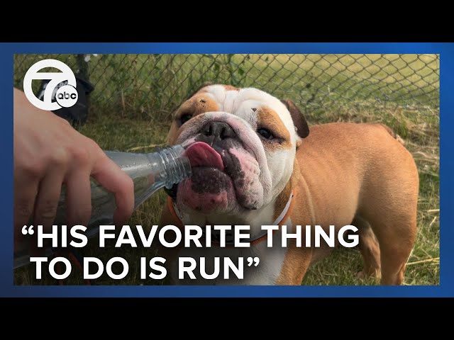 The fastest bulldog in the country lives in Allen Park, and his name is Bronco