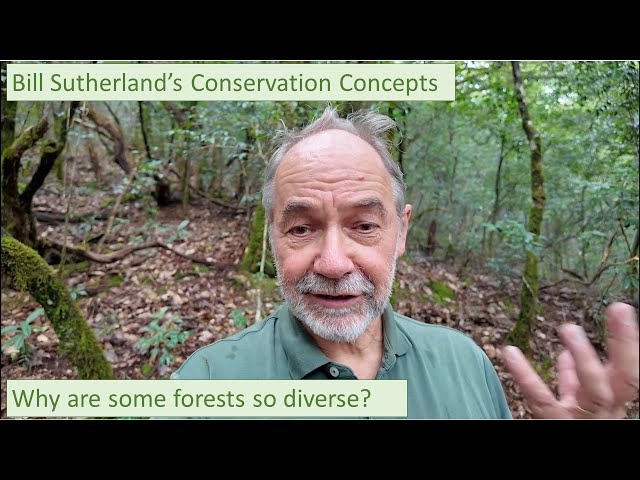 What makes some forests so diverse?