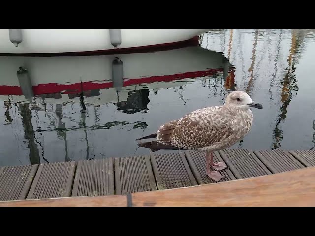 meet my pet seagull - standing right next to me