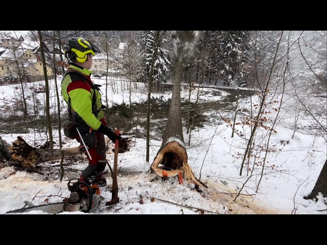 Přetahování mohutných smrků nad silnicí pomocí traktoru 🌲/ #lumberjacks tree felling