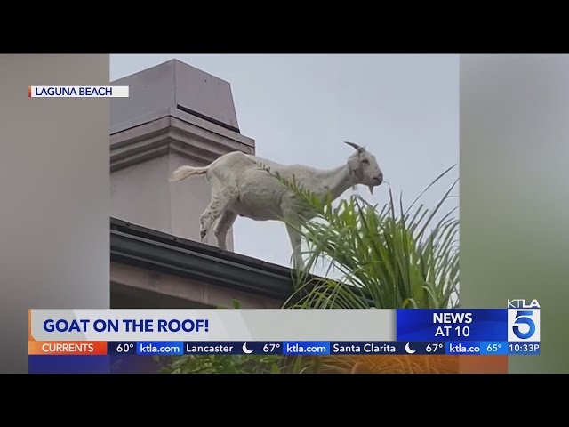 Goat spotted on roof of Laguna Beach home