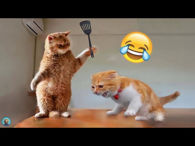 Animali Divertenti 😂 I Video di Cani e Gatti più Divertenti 🐶😺 #1