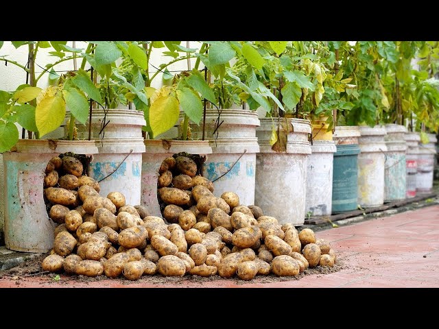 Great ways to grow potatoes at home, easily and with lots of tubers