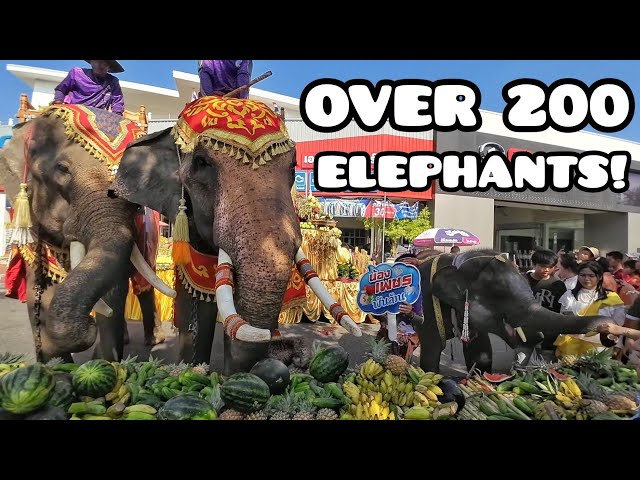 Thailand's Elephant Round-Up Festival in Surin 2024 🇹🇭