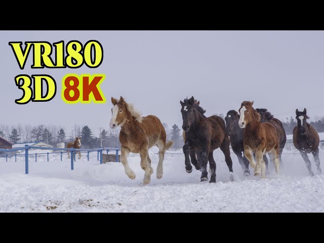 [ 8K 3D VR180 にはめ込んだ 昔の3D映像 ] 十勝牧場・馬追い運動 Old 3D images of Horse exercise inserted into 8K 3D VR180