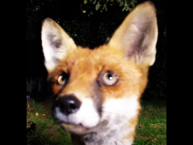 Lovely Miss Fox Close Up