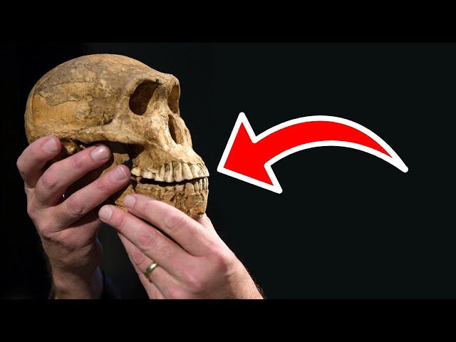 The Homo naledi Situation Somehow got Even Weirder