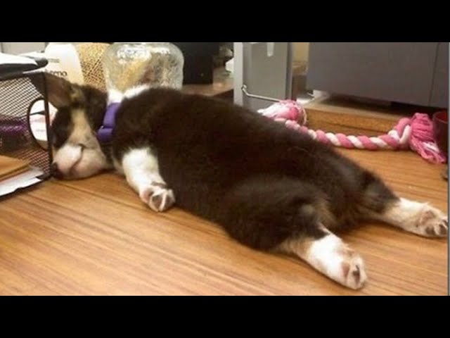 😆 2020「絶対笑う」最高におもしろ犬,猫,動物のハプニング, 失敗画像集 🤣 #03