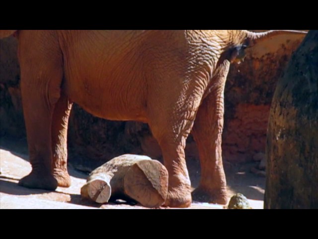 Elephant pooping