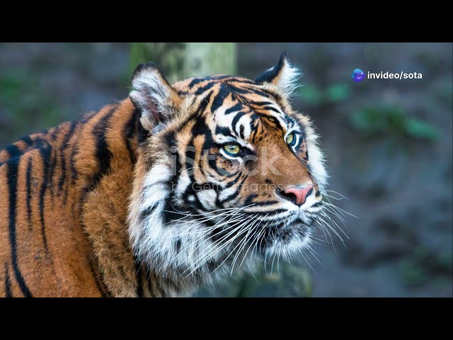 Tigers  Guardians of the Wild