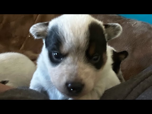 Baby Bluey puppies- Australian Cattle Dog puppies wiggling around 😍