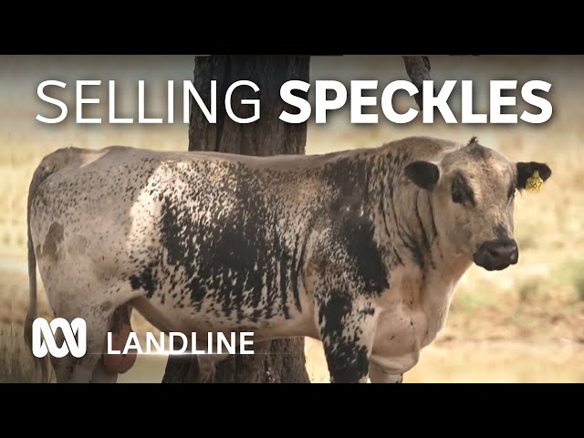 Speckle Parks - are these Australian cattle more than just a pretty face? | Landline | ABC Australia