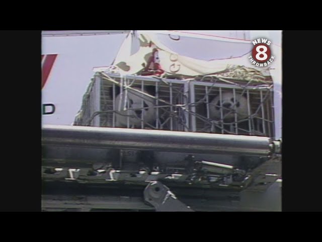 Giant pandas arrive at LAX in 1987