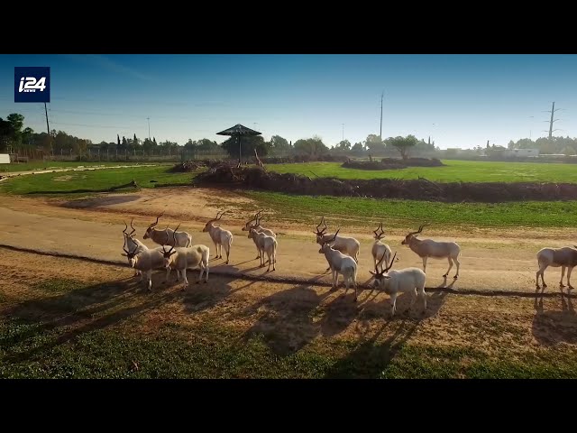 Safari in Israel (Ramat Gan)