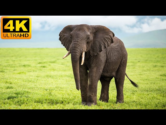 4K African Animals: Mole National Park - Amazing African Wildlife Footage with Real Sounds