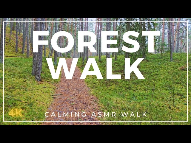 Escape the City Noise, Walk in the Pine Forest With My Dog | Nature POV & ASMR Sounds