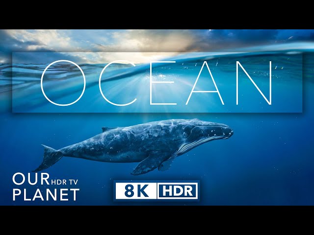 Our Planet Ocean Life 8k Ultra HD HDR