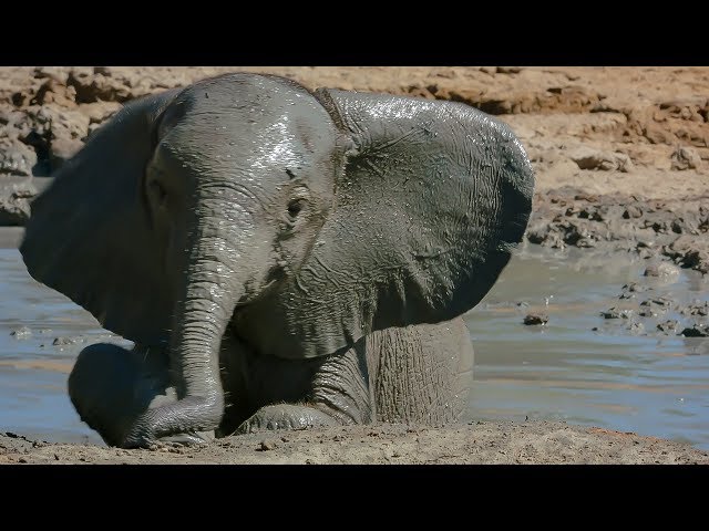 Baby Elephant's Adorable First Bath | BBC Earth