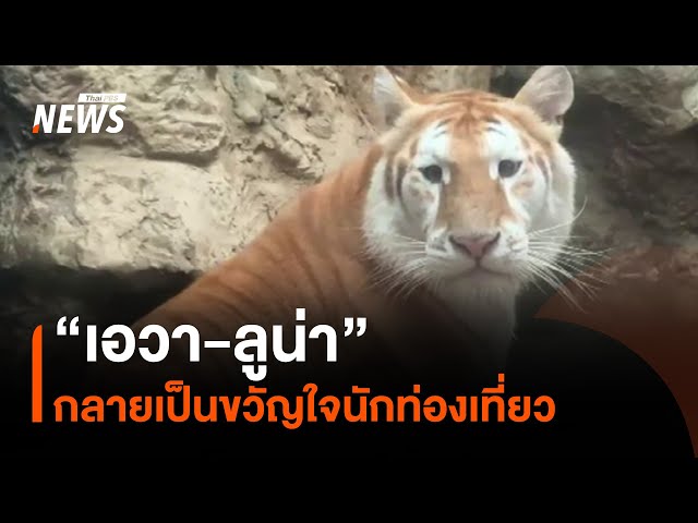 เสือโคร่งสีทอง "เอวา-ลูน่า" กลายเป็นขวัญใจนักท่องเที่ยว | Thai PBS News