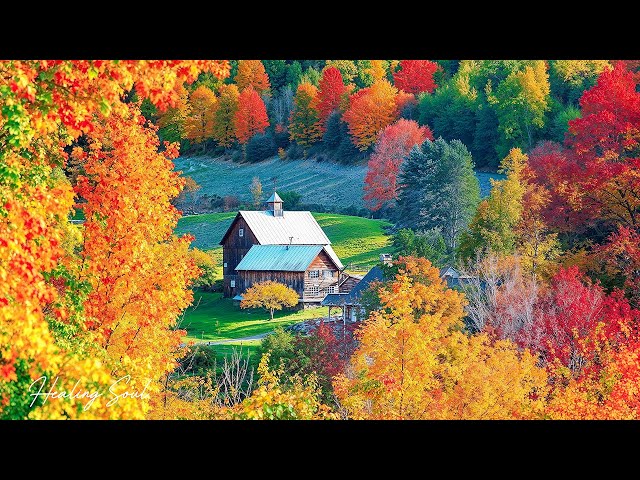 Relaxing Piano Music for Stress Relief, 24/7 Enchanting Autumn Nature Scenes "Leaves, Autumn Forest"