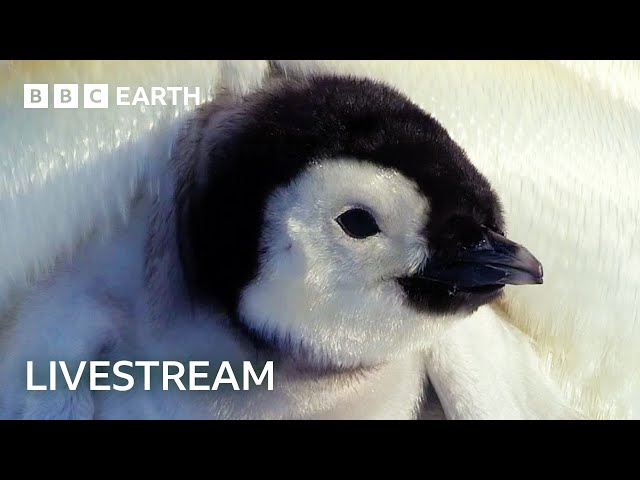 🔴 LIVE: Exploring the Adorable World of Baby Animals | BBC Earth