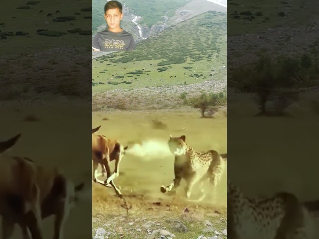 Wild Tiger With Smoky Wild Goats