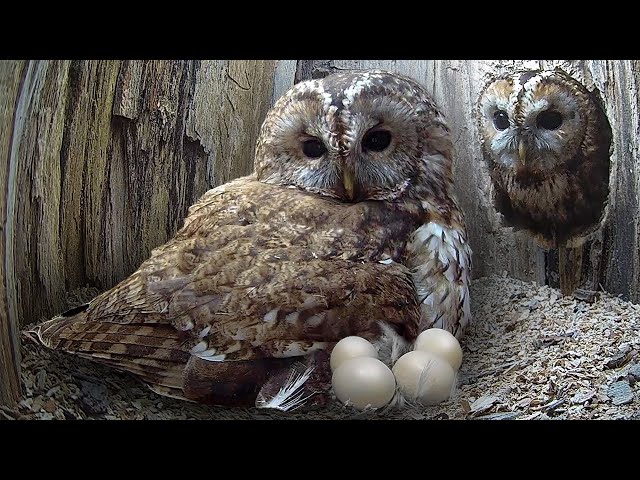 Tawny Owls' Long Battle for Chicks of Their Own | Luna & Bomber | Robert E Fuller