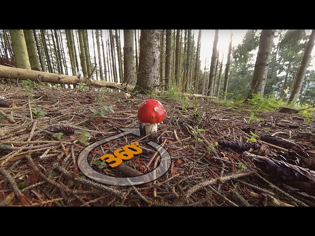 🍄 Magic Mushroom in Mystical Forest | Europe Nature 360°