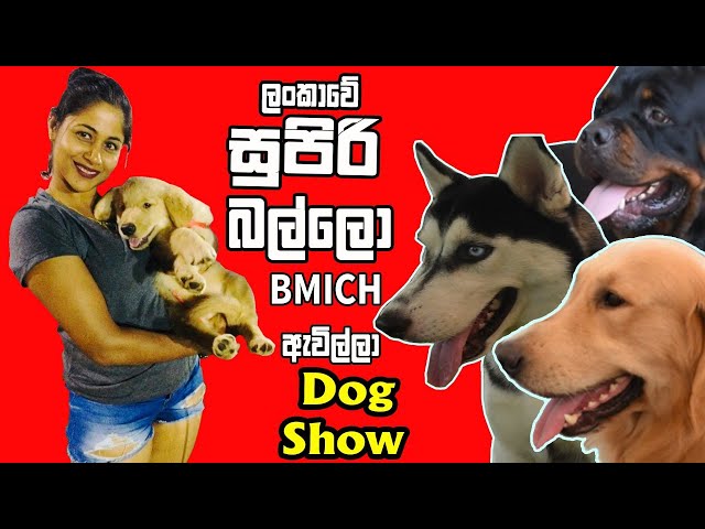 Ckc dog show 2020 at BMICH | Pet talk