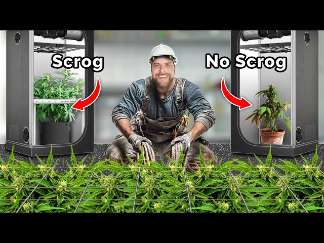 How to Build a Scrog Frame for Massive Yields | Scrog School Episode 20