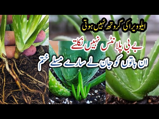 Aloe Vera Growing/How To Grow Aloe Vera Plant/grow plants by cutting in November