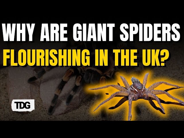 What’s Behind the UK’s Giant Spider Population Boom?