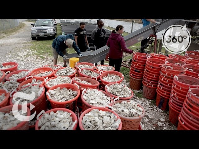 In Chesapeake Bay Cleanup, A Larger Ecosystem At Stake | The Daily 360 | The New York Times