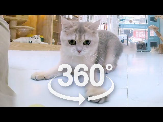 Cute Kitten Chasing Red Dot While Being Chased By Ragdoll | VR 360 Cat Video | 4K | Virtual Reality