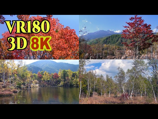 [ 8K 3D VR180 にはめ込んだ 昔の3D映像] 乗鞍の紅葉 Old 3D images of Autumn leaves in Norikura inserted into 3D VR180