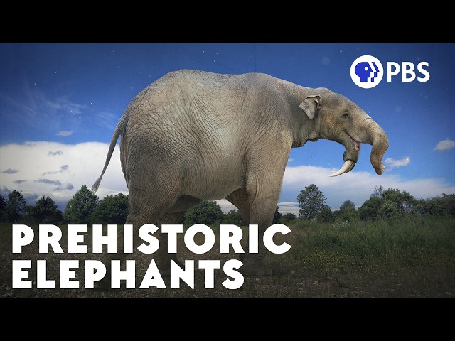 How The Elephant Got Its Trunk