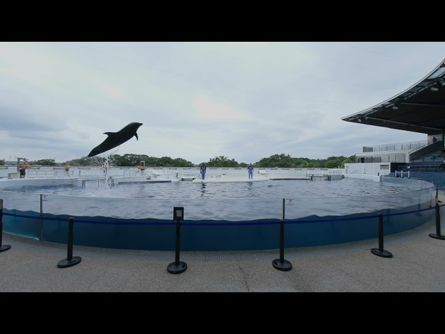 8K VR180  京都水族館　イルカのがっこう　体育の時間　KYOTO AQUARIUM DOLPHIN SHOW  20240903