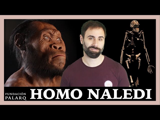 🔹 HOMO NALEDI | Las principales especies de homininos y etapas de la prehistoria