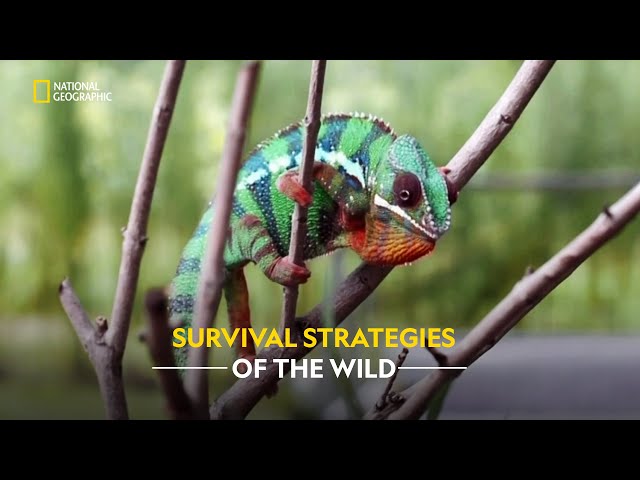 Survival of the Fittest | World's Deadliest | हिंदी | Full Episode | S1 - E3 | Nat Geo Wild