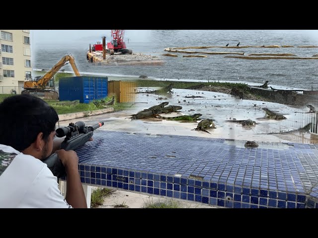 Dead or alive: can bounty plan solve Miami Beach’s invasive iguana problem?