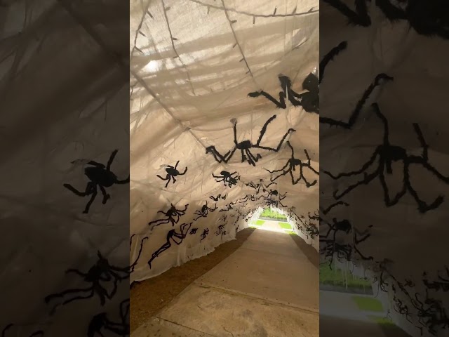 Big spiders #shorts #viral