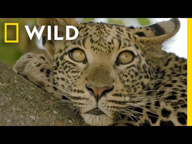 🔴 LIVE: Enter the Savage Kingdom: Ultimate Predators | Watch Now on Nat Geo WILD